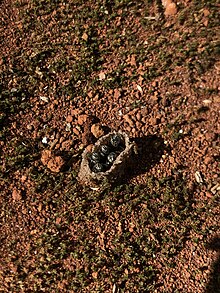 Paratrigona sp. ground nest in Brasilia, Brazil. Paratrigona ground nest.jpg