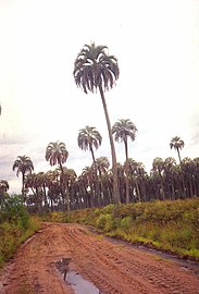 Butia yatay au parc national El Palmar (province d'Entre Ríos) en avril 2003.