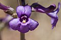 Flowers of Penstemon fendleri