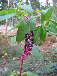 amerika fitolako (Phytolacca americana)