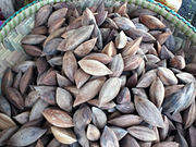 Pilinuss (versch. Canarium-Arten liefern ähnliche Samen, „Nüsse“)