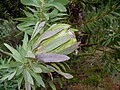 Protea coronata