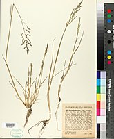 Herbariumexemplaar