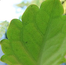 Punctiform glands on the undersurface of a Plectranthus leaf Punctate under-surface of Plectranthus leaf IMG 9256s.jpg