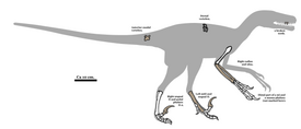 Схема известных ископаемых динозавра Pyroraptor olympius