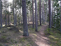 Tallskog med inslag av gran på landborgskrönet vid Rälla tall.