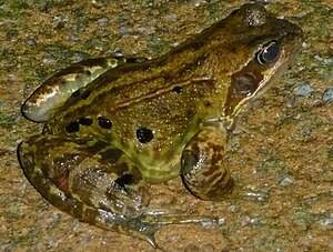 Rana temporaria