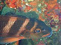 The Red Moki is a widespread and fairly common fish