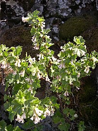 Flowering in southwest Idaho