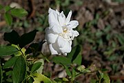 'White Cécile Brunner' (Fauque, 1909)