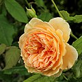 'Crown Princess Margareta'[9]