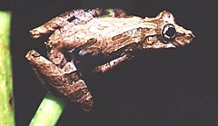 Description de l'image Scinax hiemalis02.jpg.