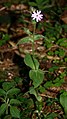 Rote Lichtnelke (Silene dioica)