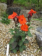 Silene sieboldii