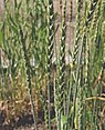 Spelt (Triticum spelta)