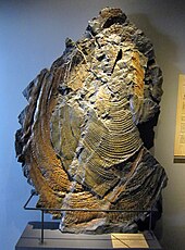 One of the world's largest clam fossils (187 cm), a Sphenoceramus steenstrupi specimen from Greenland in the Geological Museum in Copenhagen. Sphenoceramus steenstrupi.jpg