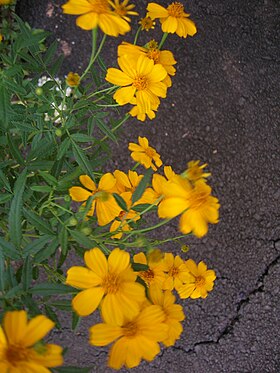 Esdragon-Fløjlsblomst (Tagetes lucida)