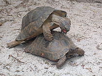 Paring van de helmschildpad (Testudo marginata)