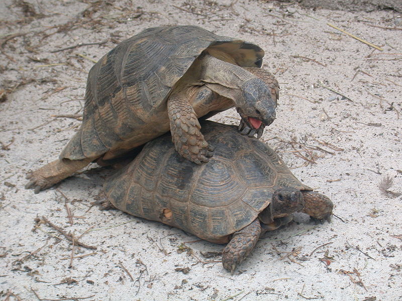 Bild:Testudo Marginata.jpg