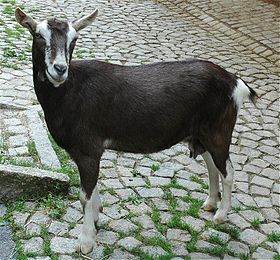 Ziege im Bärenpark Worbis