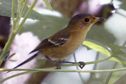 Tinian Monarch Monarcha takatsukasae photographed on Tinian Island in 2012 by Devon Pike.jpg