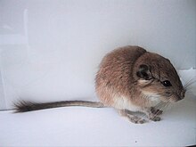 Jeune Rat-viscache roux Tympanoctomys barrerae