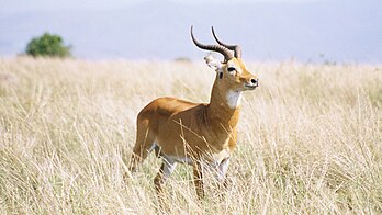 Un cobe de Buffon (Kobus kob) dans le parc national Queen Elisabeth en Ouganda. (définition réelle 1 536 × 864*)