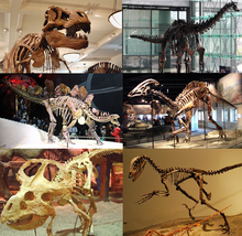Skeleton of various extinct dinosaurs; some other dinosaur lineages still flourish in the form of birds Various dinosaurs.png