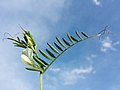 Vicia lutea.