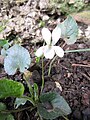 Viola blanche indéterminée 1
