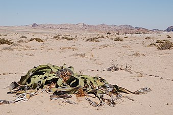 Welwitschia i Namiböknen
