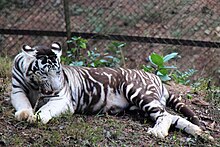 Pseudo-melanistic white tiger White tiger Nandankanan.jpeg