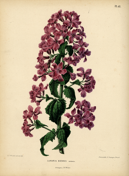 Pl. 42: LUNARIA BIENNIS Moench.