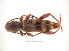 Xylotrechus colonus.jpg