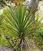 Yucca periculosa