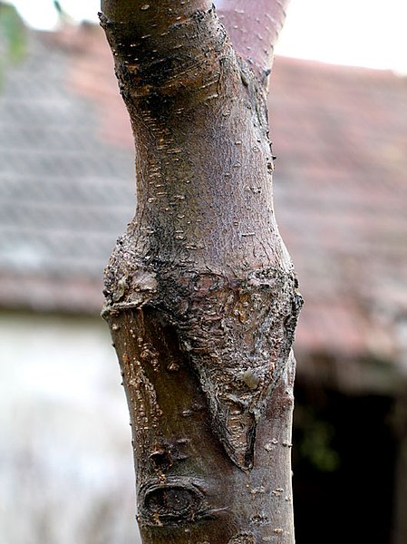 Grafted Apple Tree