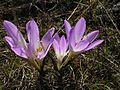 Colchicum bulbocodium subsp. versicolor in der Ukraine