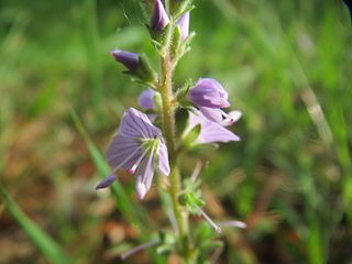 Fleur, vue rapprochée