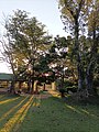 A Sacred Grove in the Panam Ningthou Sacred Site