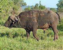 African bufalo (Syncerus caffer)