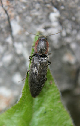 Agriotes fucosus