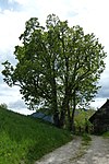 Zwei Ahornbäume beim Standlhof in Tamsweg