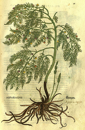 Asparagus officinalis