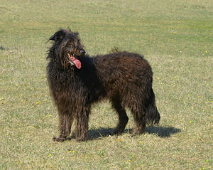 Strobel (Hund)