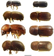 Photograph of four species of Ambrosiodmus