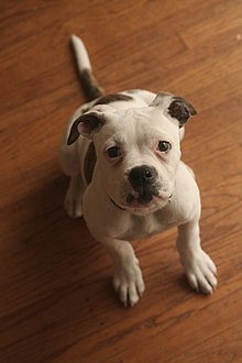 American Bulldog female.