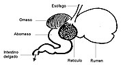 Miniatura para Rumen