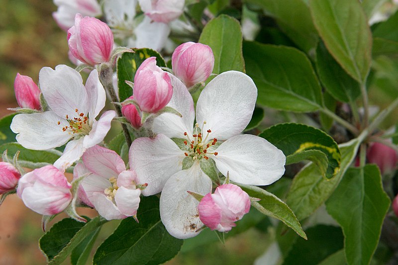 파일:Apple blossoms.jpg