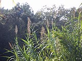 Canya comuna (Arundo donax)