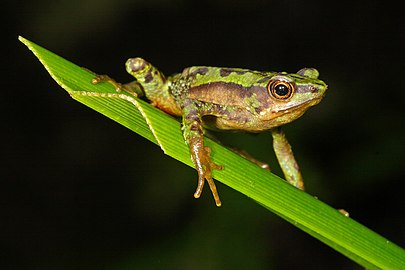 Atelopus palmatus (Q2236327)